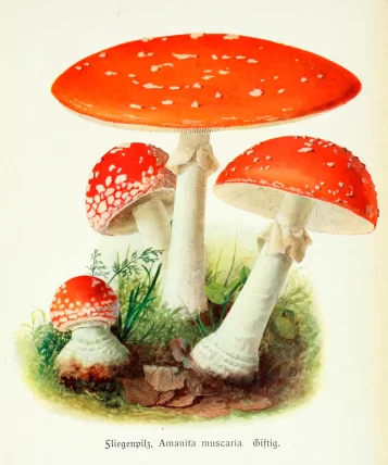 3270165_amanita_a3