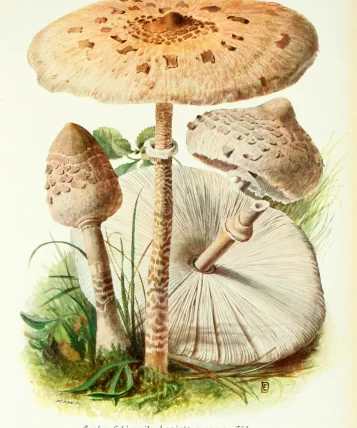 3270183_macrolepiota_a3