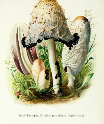 3270192_coprinus_a3