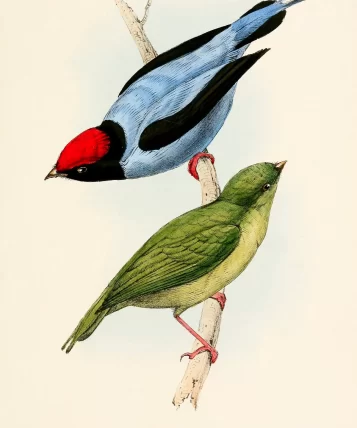 33812584_tangara