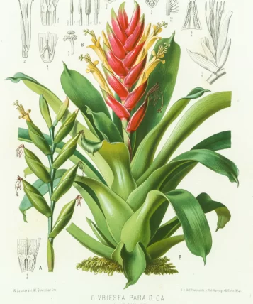 bromelia1