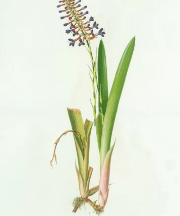 bromelia3