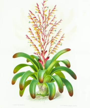 bromelia4